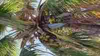 28 Hawaii