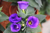 2026.06.03. Blooms Daytrip