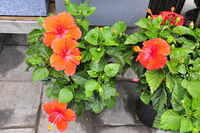 19 Bloom 26